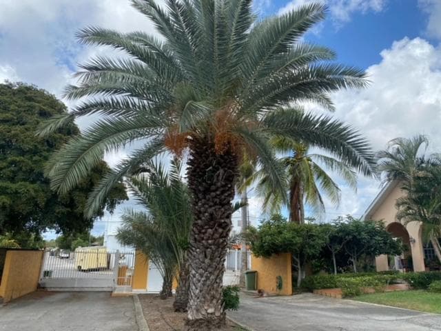 palma studio curacao
